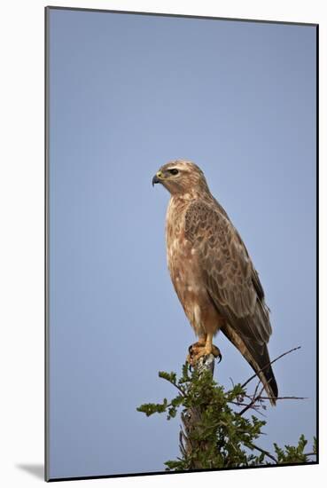 Steppe Buzzard (Common Buzzard) (Buteo Vulpinus or Buteo Buteo Vulpinus)-James Hager-Mounted Photographic Print