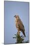 Steppe Buzzard (Common Buzzard) (Buteo Vulpinus or Buteo Buteo Vulpinus)-James Hager-Mounted Photographic Print