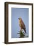 Steppe Buzzard (Common Buzzard) (Buteo Vulpinus or Buteo Buteo Vulpinus)-James Hager-Framed Photographic Print