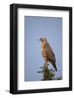 Steppe Buzzard (Common Buzzard) (Buteo Vulpinus or Buteo Buteo Vulpinus)-James Hager-Framed Photographic Print