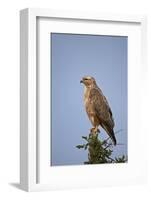 Steppe Buzzard (Common Buzzard) (Buteo Vulpinus or Buteo Buteo Vulpinus)-James Hager-Framed Photographic Print