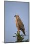 Steppe Buzzard (Common Buzzard) (Buteo Vulpinus or Buteo Buteo Vulpinus)-James Hager-Mounted Photographic Print