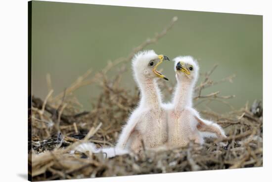 Steppe Eagle (Aquila Nipalensis) Chicks, Cherniye Zemli Nature Reserve, Kalmykia, Russia, May-Shpilenok-Stretched Canvas