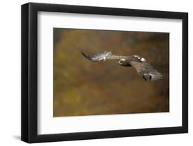 Steppe Eagle (Aquila Nipalensis) in Flight Against Autumn Colours, Czech Republic, November-Ben Hall-Framed Photographic Print