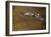 Steppe Eagle (Aquila Nipalensis) in Flight Against Autumn Colours, Czech Republic, November-Ben Hall-Framed Photographic Print