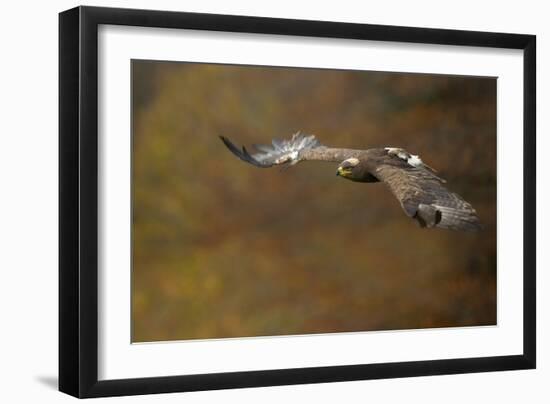 Steppe Eagle (Aquila Nipalensis) in Flight Against Autumn Colours, Czech Republic, November-Ben Hall-Framed Photographic Print