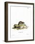 Steppe Lemming-null-Framed Giclee Print