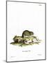 Steppe Lemming-null-Mounted Giclee Print