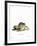 Steppe Lemming-null-Framed Giclee Print