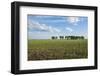 Steppe with a Lone Tree-Igor Rogkoff-Framed Photographic Print