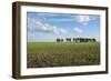 Steppe with a Lone Tree-Igor Rogkoff-Framed Photographic Print