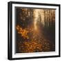 Stepping Into Autumn-Philippe Saint-Laudy-Framed Photographic Print