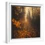 Stepping Into Autumn-Philippe Saint-Laudy-Framed Photographic Print
