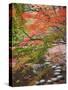 Steppingstones beneath Japanese maple-null-Stretched Canvas