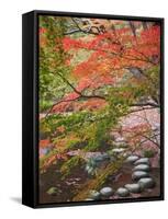 Steppingstones beneath Japanese maple-null-Framed Stretched Canvas