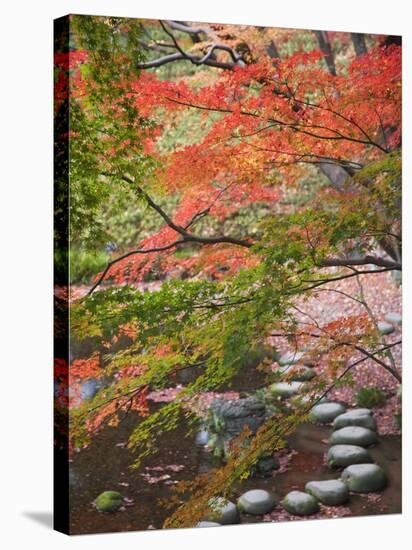 Steppingstones beneath Japanese maple-null-Stretched Canvas