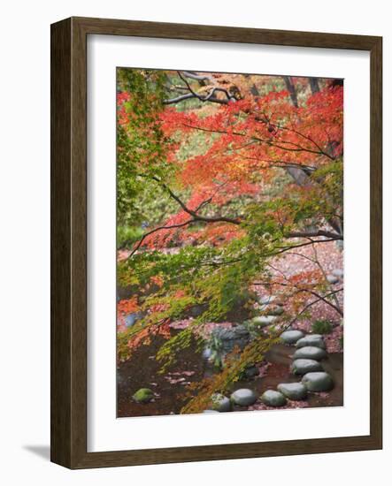 Steppingstones beneath Japanese maple-null-Framed Photographic Print