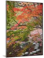 Steppingstones beneath Japanese maple-null-Mounted Photographic Print