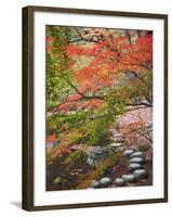 Steppingstones beneath Japanese maple-null-Framed Photographic Print