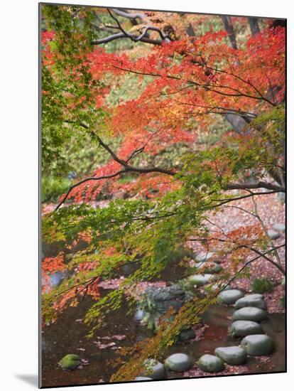 Steppingstones beneath Japanese maple-null-Mounted Photographic Print