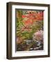 Steppingstones beneath Japanese maple-null-Framed Photographic Print