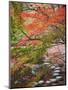 Steppingstones beneath Japanese maple-null-Mounted Photographic Print