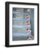 Steps, Caye Caulker, Belize-Russell Young-Framed Photographic Print