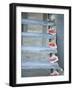 Steps, Caye Caulker, Belize-Russell Young-Framed Photographic Print