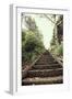 Steps in Garden-Steven Allsopp-Framed Photographic Print