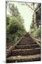 Steps in Garden-Steven Allsopp-Mounted Photographic Print