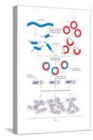 Steps Involved in the Engineering of a Recombinant Dna Molecule. Genetic Engineering, Genetics-Encyclopaedia Britannica-Stretched Canvas