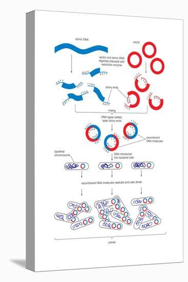 Steps Involved in the Engineering of a Recombinant Dna Molecule. Genetic Engineering, Genetics-Encyclopaedia Britannica-Stretched Canvas