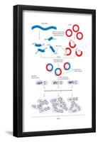 Steps Involved in the Engineering of a Recombinant Dna Molecule. Genetic Engineering, Genetics-Encyclopaedia Britannica-Framed Poster