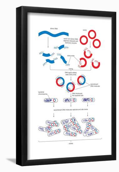 Steps Involved in the Engineering of a Recombinant Dna Molecule. Genetic Engineering, Genetics-Encyclopaedia Britannica-Framed Poster