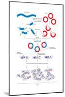 Steps Involved in the Engineering of a Recombinant Dna Molecule. Genetic Engineering, Genetics-Encyclopaedia Britannica-Mounted Poster