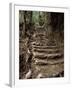 Steps on the Inca Trail, Peru, South America-Rob Cousins-Framed Premium Photographic Print