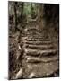 Steps on the Inca Trail, Peru, South America-Rob Cousins-Mounted Photographic Print