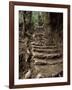 Steps on the Inca Trail, Peru, South America-Rob Cousins-Framed Photographic Print