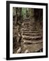 Steps on the Inca Trail, Peru, South America-Rob Cousins-Framed Photographic Print