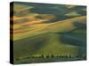 Steptoe Butte, Palouse, Whitman County, Washington, USA-Charles Gurche-Stretched Canvas