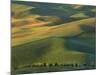 Steptoe Butte, Palouse, Whitman County, Washington, USA-Charles Gurche-Mounted Photographic Print