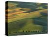 Steptoe Butte, Palouse, Whitman County, Washington, USA-Charles Gurche-Stretched Canvas