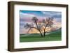Steptoe, Washington State, USA. Cottonwood trees in a wheat field at sunset.-Emily Wilson-Framed Photographic Print
