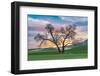Steptoe, Washington State, USA. Cottonwood trees in a wheat field at sunset.-Emily Wilson-Framed Photographic Print