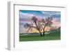 Steptoe, Washington State, USA. Cottonwood trees in a wheat field at sunset.-Emily Wilson-Framed Photographic Print