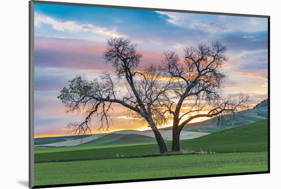 Steptoe, Washington State, USA. Cottonwood trees in a wheat field at sunset.-Emily Wilson-Mounted Photographic Print