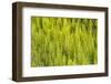 Steptoe, Washington State, USA. Horsetail plants (equisetum) in the Palouse hills.-Emily Wilson-Framed Photographic Print