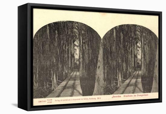 Stereo Blick Auf Eine Waldbahn Im Orangenhain-null-Framed Stretched Canvas