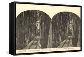 Stereo Blick Auf Eine Waldbahn Im Orangenhain-null-Framed Stretched Canvas