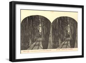 Stereo Blick Auf Eine Waldbahn Im Orangenhain-null-Framed Giclee Print